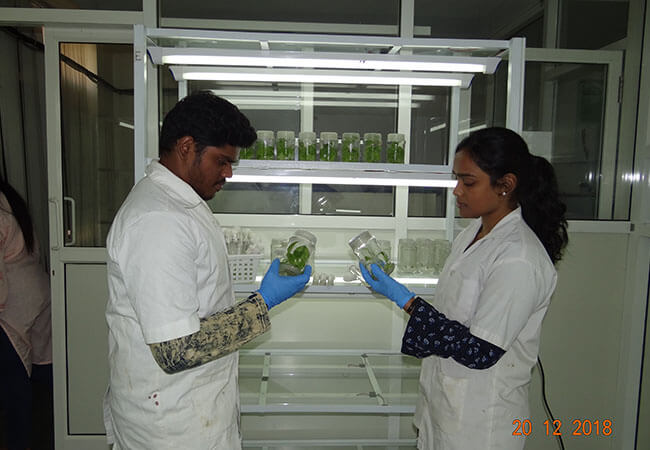 plant-tissue-culture-img