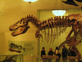 Dinosaur Bones at AMNH